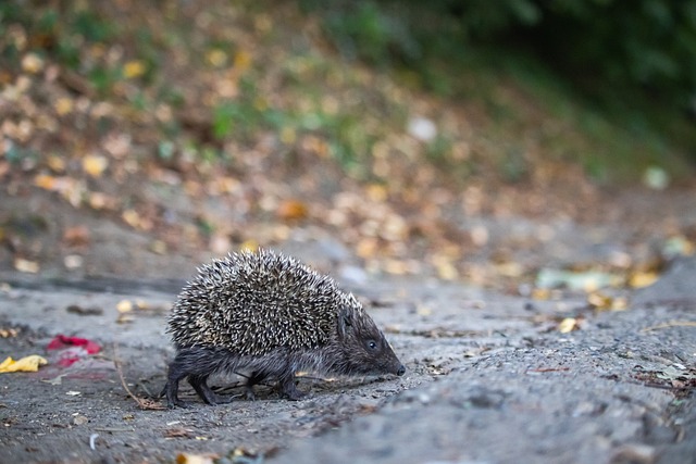 守动作的规 守动作的规